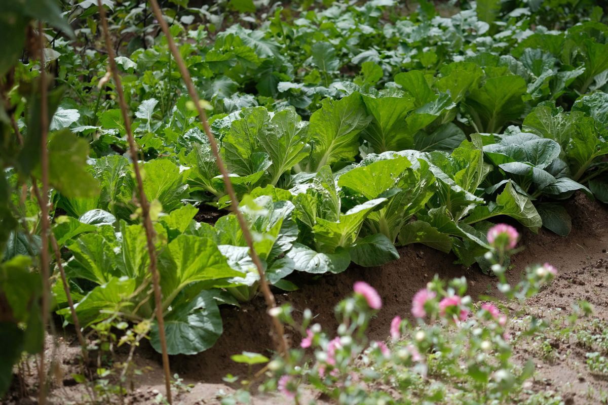 Domaine de Fontenille