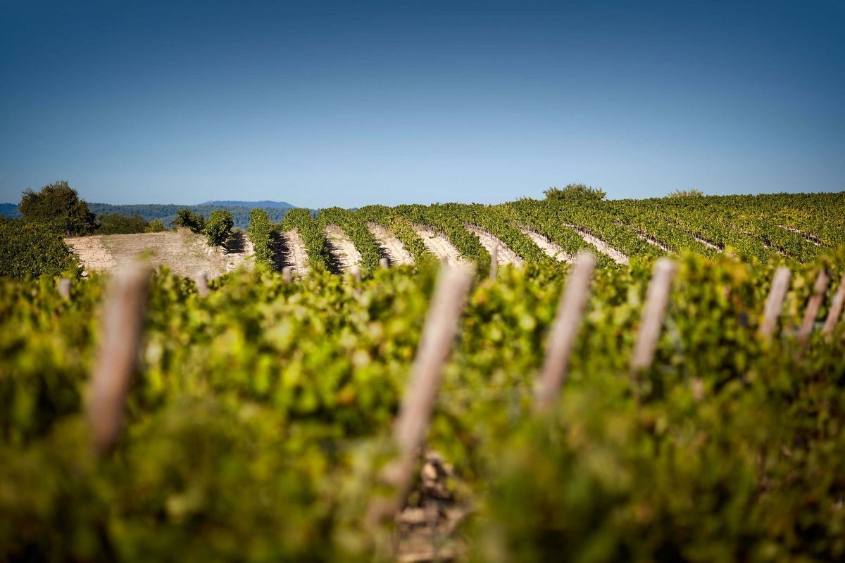 Domaine de Fontenille