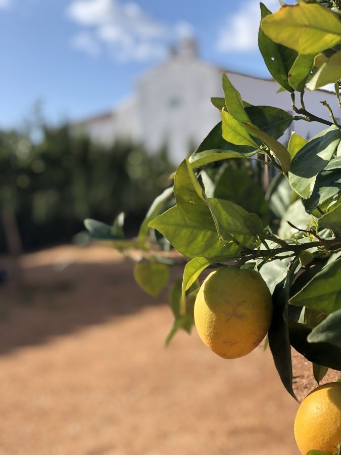 Santa Ponsa - Jardin