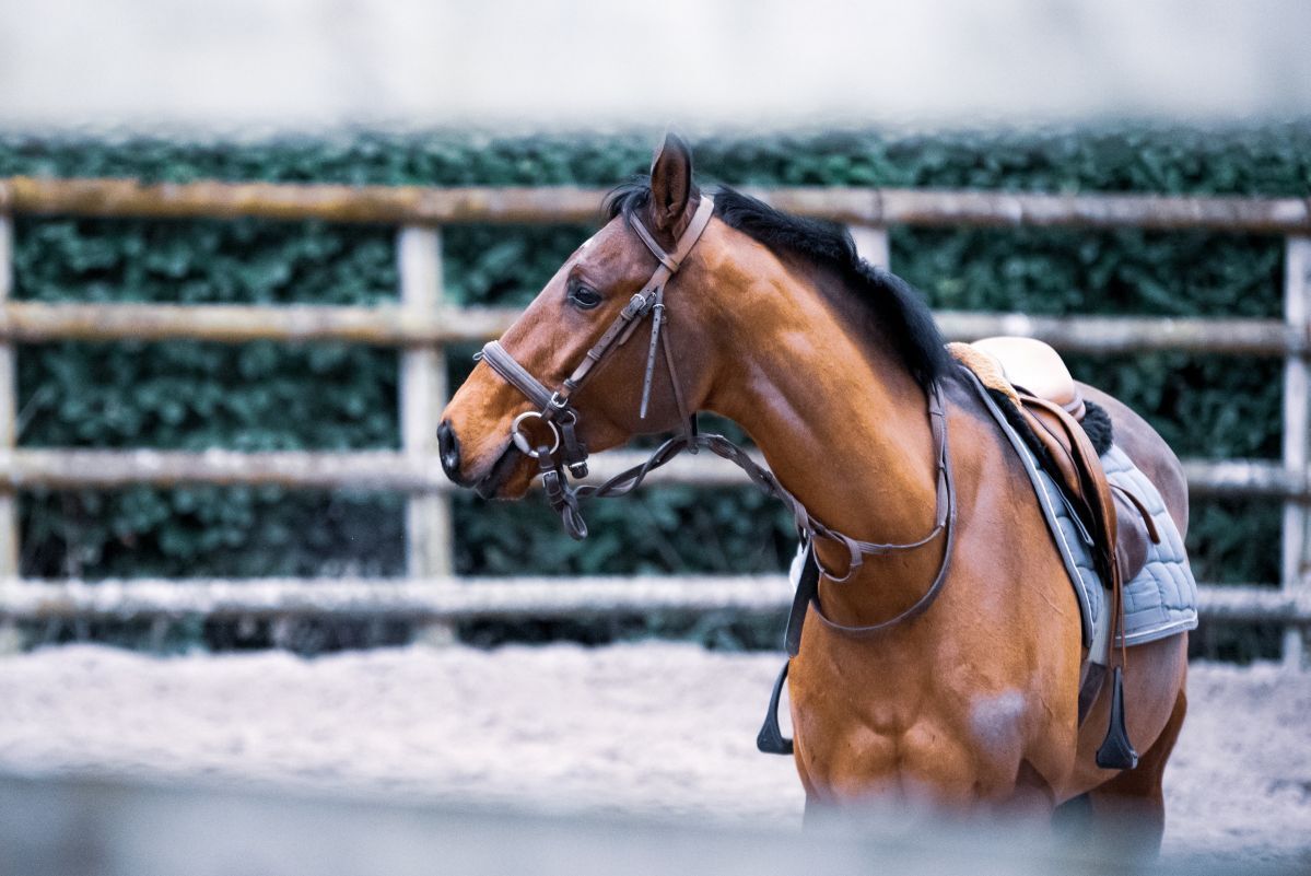 Santa Ponsa - Équitation